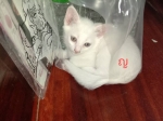 Cute Cat10