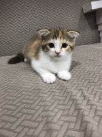 Cute Cat9