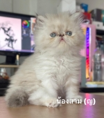 Cute Cat6