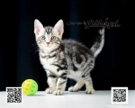 Cute Cat5