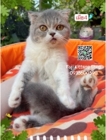Cute Cat4