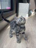 Cute Cat3