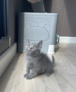 Cute Cat2