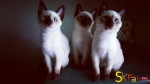 Cute Cat5