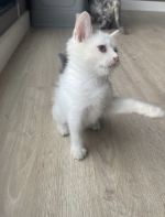 Cute Cat1