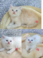 Cute Cat10