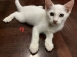 Cute Cat9