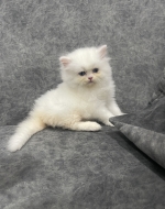 Cute Cat7