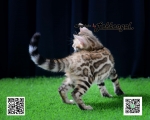 Cute Cat5