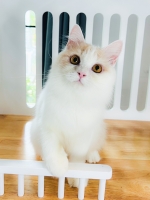 Cute Cat4