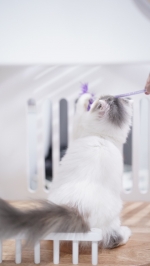 Cute Cat3