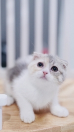 Cute Cat2