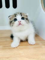 Cute Cat1