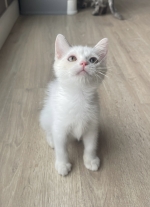 Cute Cat10