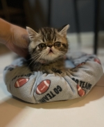 Cute Cat9