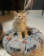 Cute Cat8