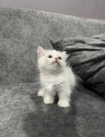 Cute Cat7