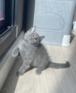 Cute Cat6