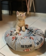 Cute Cat4