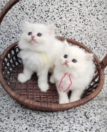 Cute Cat2