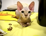 Cute Cat1
