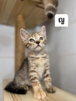 Cute Cat10
