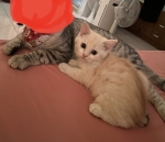 Cute Cat9