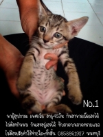 Cute Cat8