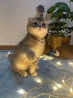 Cute Cat6