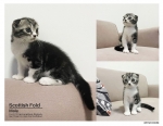 Cute Cat4
