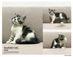 Cute Cat3