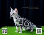 Cute Cat2