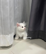 Cute Cat10
