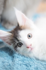 Cute Cat6
