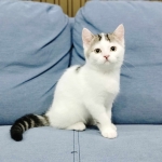 Cute Cat5