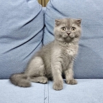 Cute Cat4