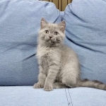 Cute Cat3