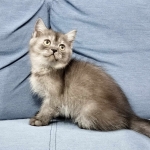 Cute Cat2