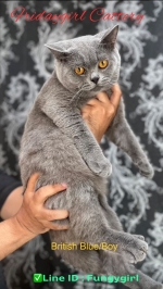 Cute Cat1