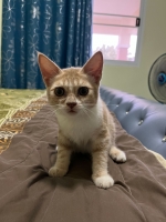 Cute Cat10