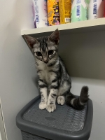 Cute Cat9