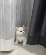 Cute Cat8