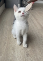 Cute Cat7