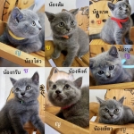 Cute Cat5