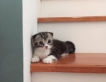 Cute Cat2