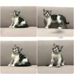 Cute Cat1