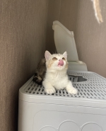Cute Cat10