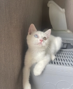 Cute Cat9