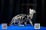 Cute Cat8