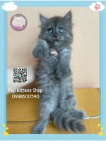 Cute Cat7